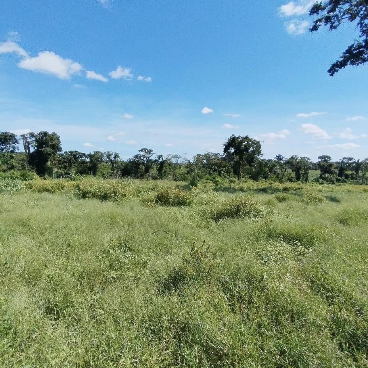 Fazenda à venda com 2 quartos, 12m² - Foto 12