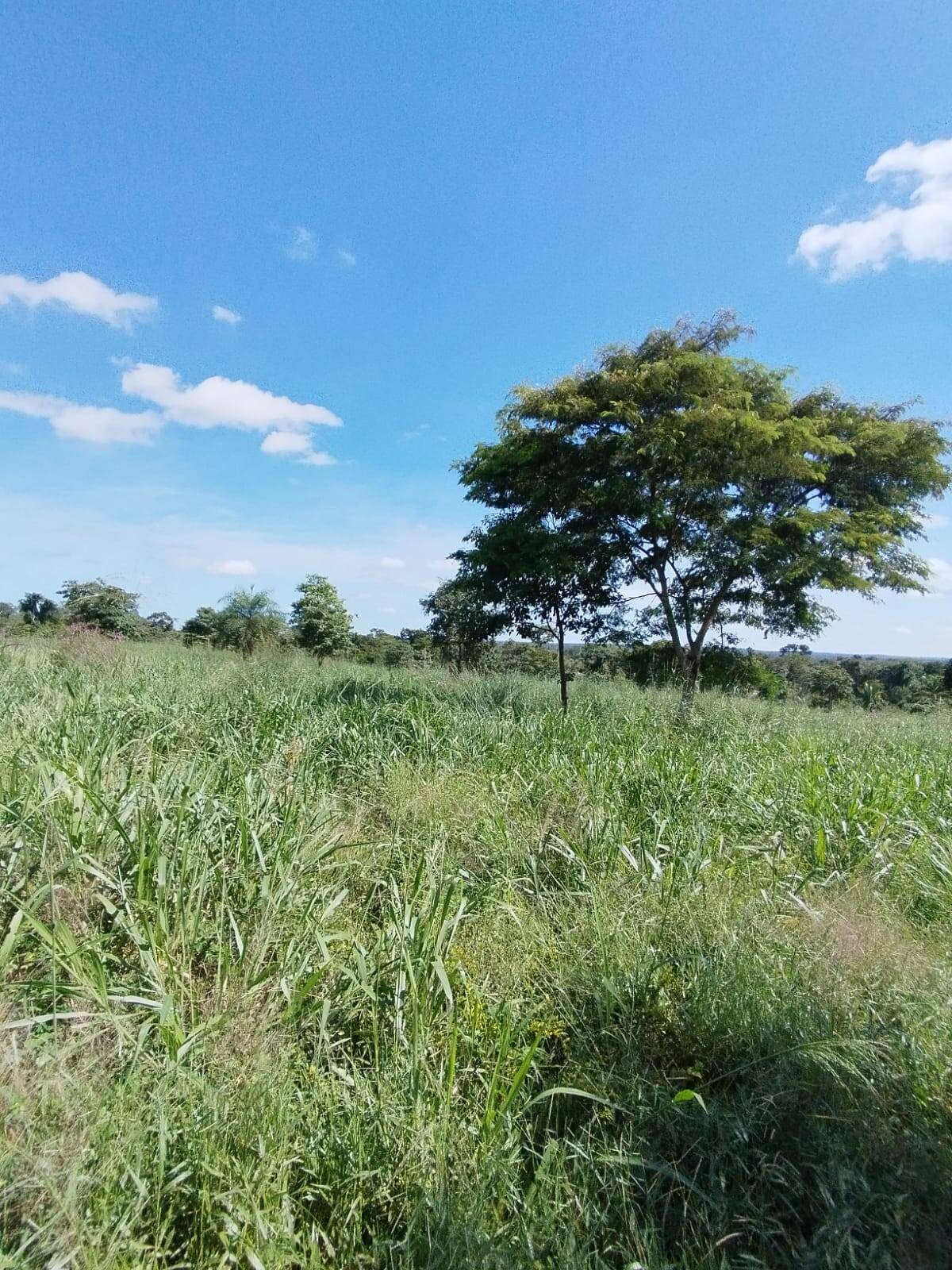 Fazenda à venda com 2 quartos, 12m² - Foto 25